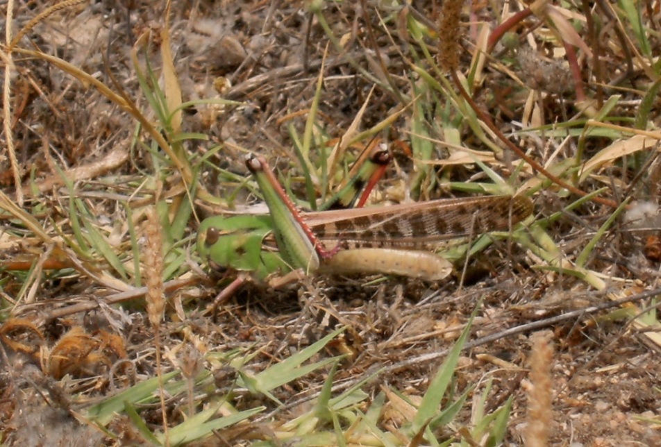 Acrididae: Locusta migratoria cinerascens e Oedaleus decorus